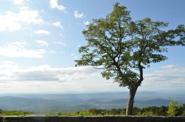 Obraz premium Lone tree overlooking stunning landscape aerial view at Shenandoah National Park in Virginia