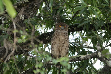 Sri Lankan Birds in Wilpattu National Park, Sri Lanka
