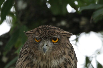 Sri Lankan Birds in Wilpattu National Park, Sri Lanka