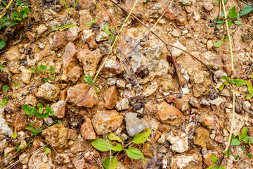 Chunks of bright brownish flints lying on the ground
