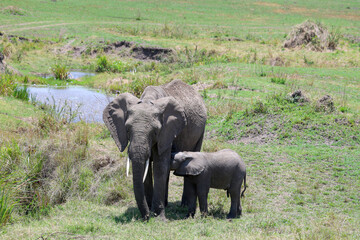 Elephant nursing young calf in lush green African grassland scene.