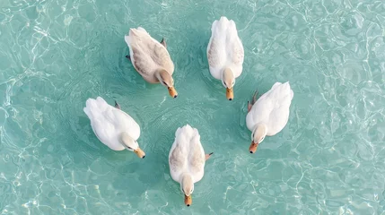Papier peint photo  Five White Ducks Swimming in Clear Blue Water  Aerial View  © BOJOShop