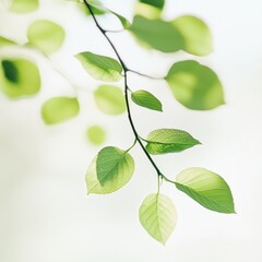 Fototapeta premium Morning Dew on Green Leaves