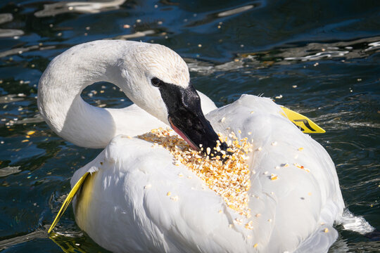 A trumpeter swan eats cracked corn that accidentally ended up on its back after it swam underneath a birder fed it at Humber Bay Park in Toronto, ON.