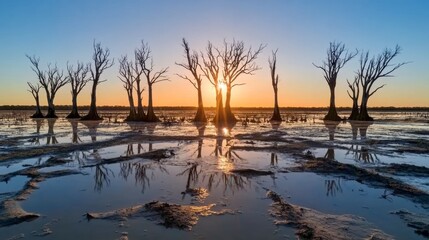 Obraz premium Sunset Silhouettes of Dead Trees Reflecting in Water