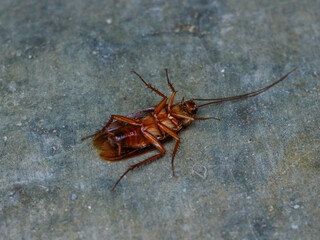 a dead cockroach lying on the floor