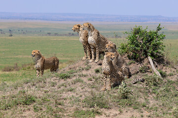 Cheetah family surveying the African savannah landscape.