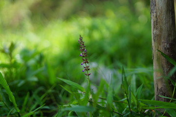 Wild grass flower in bloom, with delicate petals and a natural elegance, set against a lush outdoor background