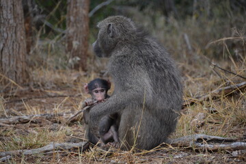 baboon mother and baby