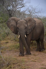 Obraz premium South African Elephant 