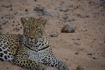 Leopard in the Serengeti 