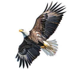 Obraz premium Majestic Bald Eagle in Flight