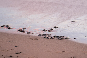 Close up of many baby sea turtles making its way to ocean at sunset on a dark sand volcanic beach. Conservation and preservation of endangered marine species concept. Selective focus, space for copy. 