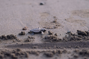 Close up of many baby sea turtles making its way to ocean at sunset on a dark sand volcanic beach. Conservation and preservation of endangered marine species concept. Selective focus, space for copy. 
