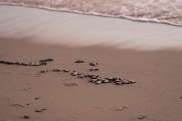 Close up of many baby sea turtles making its way to ocean at sunset on a dark sand volcanic beach. Conservation and preservation of endangered marine species concept. Selective focus, space for copy. 