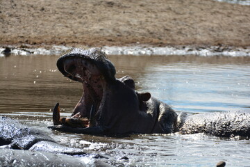 Hippo
