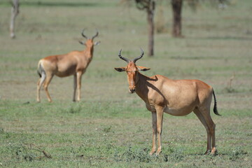 Naklejka premium Serengeti Plains