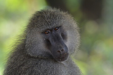 Baboon