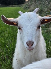 Obraz premium Nigora Goat