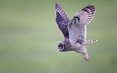 Short-eared owl in flight