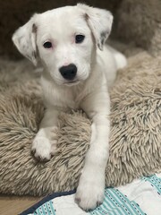 Puppy photographs that capture the joy and warmth these beloved companions bring to our lives. Dogs are among the most popular images online.