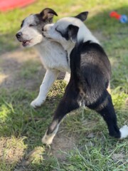 Puppy photographs that capture the joy and warmth these beloved companions bring to our lives. Dogs are among the most popular images online.
