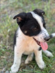 Puppy photographs that capture the joy and warmth these beloved companions bring to our lives. Dogs are among the most popular images online.