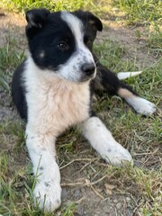 Puppy photographs that capture the joy and warmth these beloved companions bring to our lives. Dogs are among the most popular images online.
