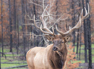 Bull elk in Jasper National Parl after the fire