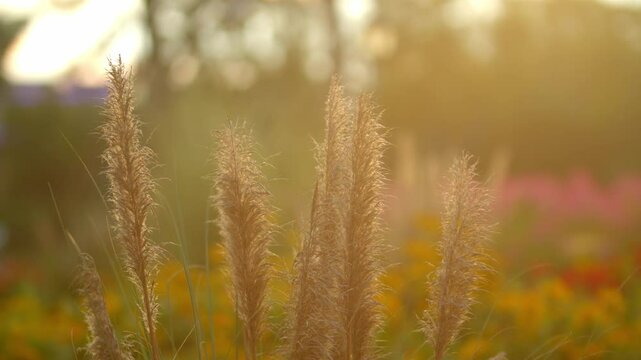 The autumn sun backlights the foxtail grass, warm