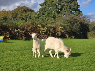 Obraz premium goat on the meadow