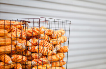 Corn on the cob is stored together after the autumn harvest