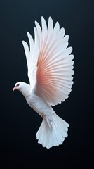 Fototapeta premium White Dove in Flight with Spread Wings Isolated on Black Background