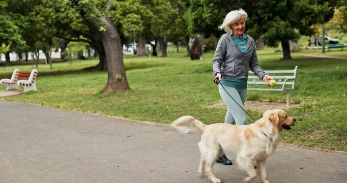 Senior, woman and walking dog in park for ball training, cardio exercise and protection with leash. Person, pet owner and golden retriever in road for morning fitness and companion in neighborhood