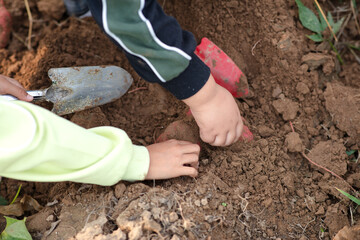 A close-up of a sweet potato dug by a small hand