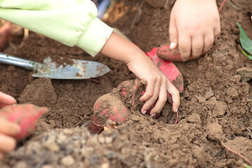 A close-up of a sweet potato dug by a small hand