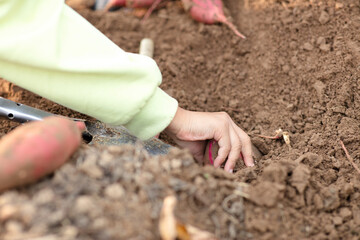 A close-up of a sweet potato dug by a small hand