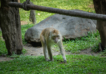 a monkey is walking on the green grass nearby big rock