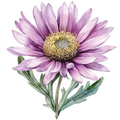 Soldaster flower watercolor clipart illustration