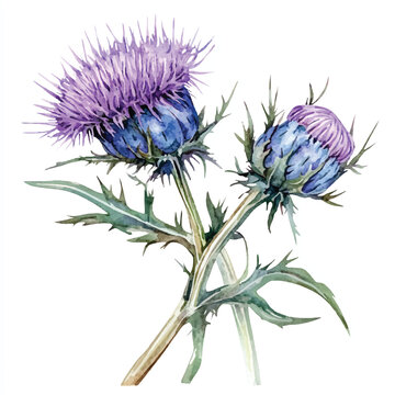 watercolor purple thistle flowers on white clip art preview