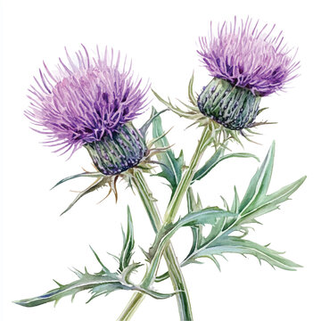 purple thistle flowers watercolor painting clip art preview
