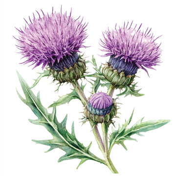 purple thistle flowers watercolor painting clip art preview