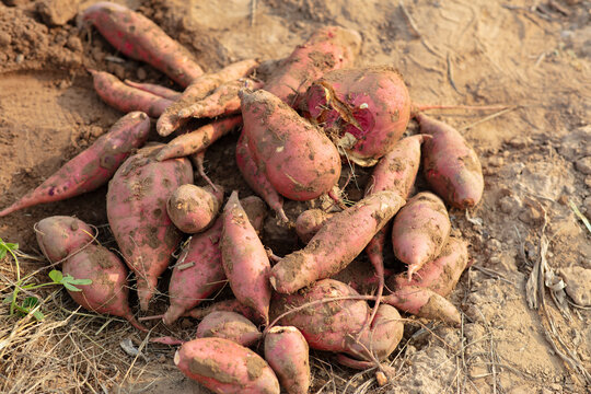 A bunch of freshly dug sweet potatoes