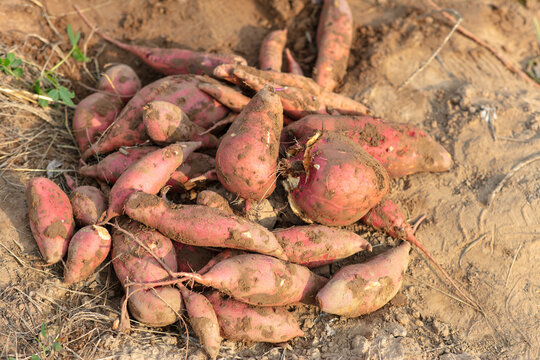 A bunch of freshly dug sweet potatoes