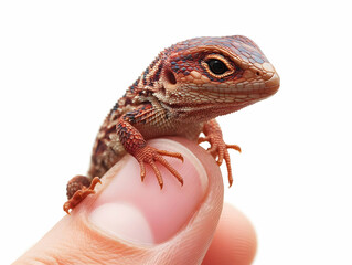 Fototapeta premium Flat Macro Image of Lizard on Child's Finger, Close Up, Delicate Interaction of Skin and Scales, Macro Photography, Soft Natural Light, Peaceful Scene for Nature Lovers and Child Interaction Concepts