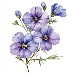 veronica zinnia flower watercolor clipart illustration isolated