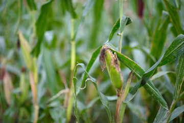 Ripe corn on the cob on the straw