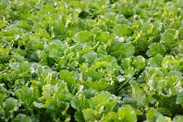 Lush green cabbage in farmland