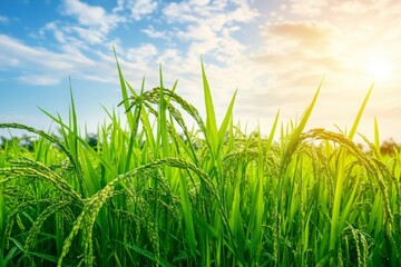 Fototapeta premium Close-up of Vibrant Ripening Rice Plants