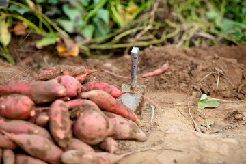 Sweet potatoes and a little shovel for digging